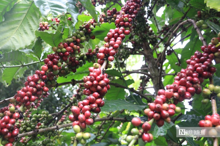 Nhờ được tưới nước, bón phân đều đặn giúp trái cà phê căng mọng, đều đặn.