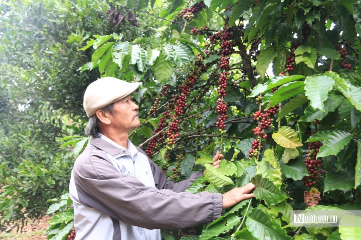 Với phương pháp canh tác hiện đại đã giúp năng suất cà phê của gia đình ông Sơn ổn định từ 5-5,5 tấn/ha/năm.