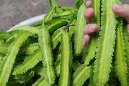 Sức khỏe đời sống - Loại quả nhìn như con sâu nhưng tốt cho sức khỏe, phòng ung thư