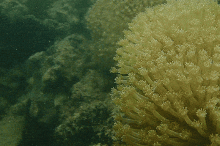 Du lịch - Tận mắt xem những rạn san hô tuyệt đẹp đang bảo tồn ở Cát Bà