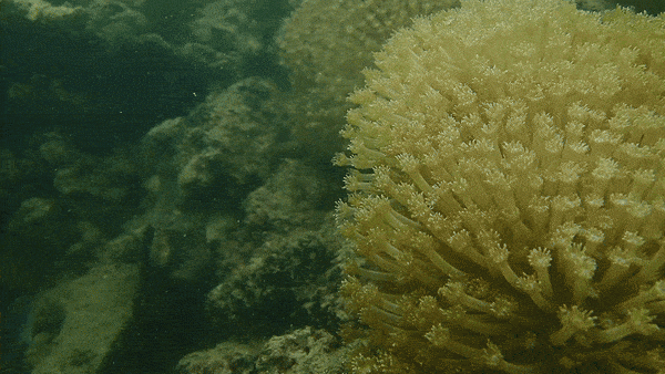 Tận mắt xem những rạn san hô tuyệt đẹp đang bảo tồn ở Cát Bà - 2