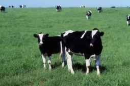 Giáo dục - du học - 7 con bò có bao nhiêu chân? Vì sao đáp án 7 x 4 = 28 bị cô giáo khoanh đỏ?