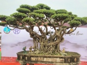 Thị trường - Tiêu dùng - Cây cảnh tiền tỷ "đổ bộ" Thủ đô, có cây được trả 3 tỷ đồng vẫn không bán