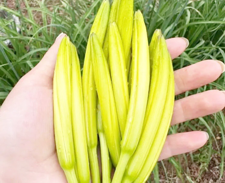 Loài hoa chứa chất độc có từ 2.000 năm trước, người Việt vẫn ăn ầm ầm - 1