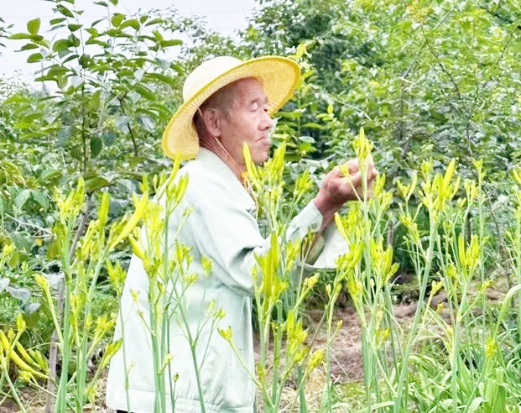 Loài hoa chứa chất độc có từ 2.000 năm trước, người Việt vẫn ăn ầm ầm - 2