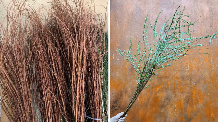 Nếu biết cách chăm sóc, "cành củi khô" tuyết mai sẽ nở hoa đẹp đúng dịp Tết.