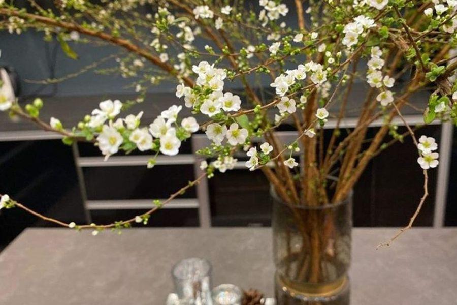 Hoa tuyết mai nở trắng tinh khôi.