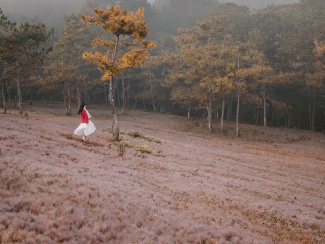 Du lịch - Đồi cỏ tuyết đẹp mộng mơ ở Đà Lạt
