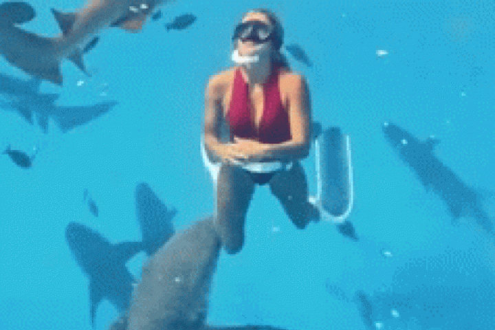 Bạn trẻ - Cuộc sống - KOL du lịch bị cá mập tấn công khi đang lặn