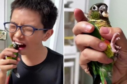 Video cậu bé nhờ vẹt nhổ răng sữa khiến dân mạng thích thú