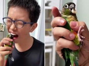 Bạn trẻ - Cuộc sống - Video cậu bé nhờ vẹt nhổ răng sữa khiến dân mạng thích thú
