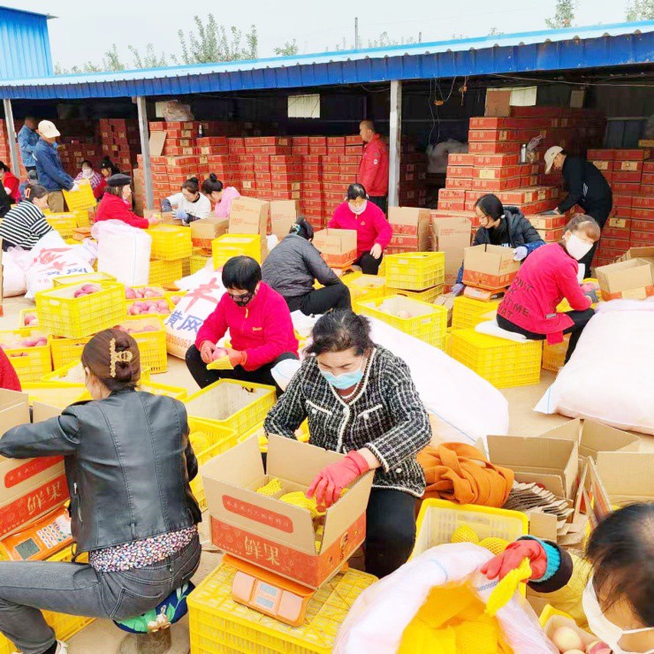 Người dân đóng đơn táo gửi cho khách