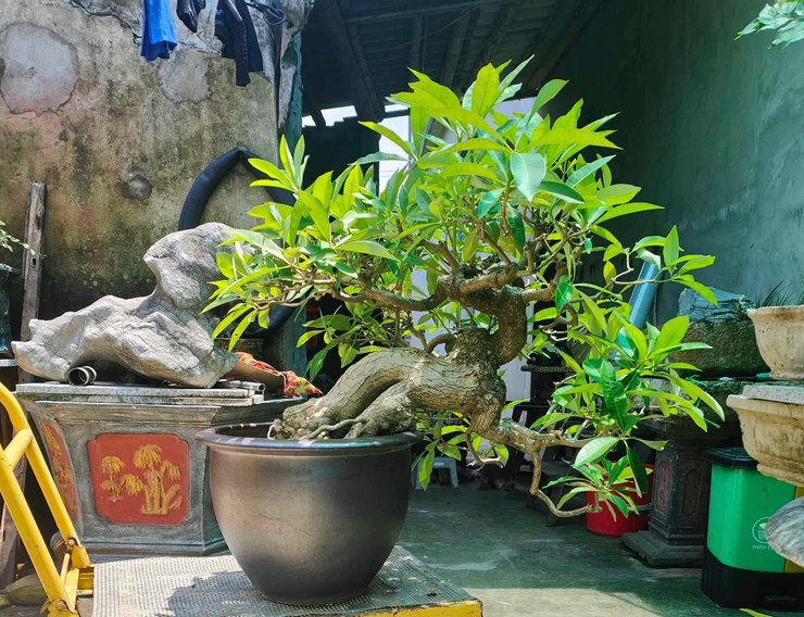 Dưới bàn tay của các nghệ nhân, vài năm gần đây, hoa sữa &#34;lên chậu&#34; thành bonsai có dáng thế đẹp, nhiều cây giá lên tới tiền tỷ
