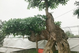 Thị trường - Tiêu dùng - Cây hoa dại ven đường &quot;lên chậu&quot; thành bonsai, tỏa mùi thơm đặc biệt, có cây 6 tỷ đồng