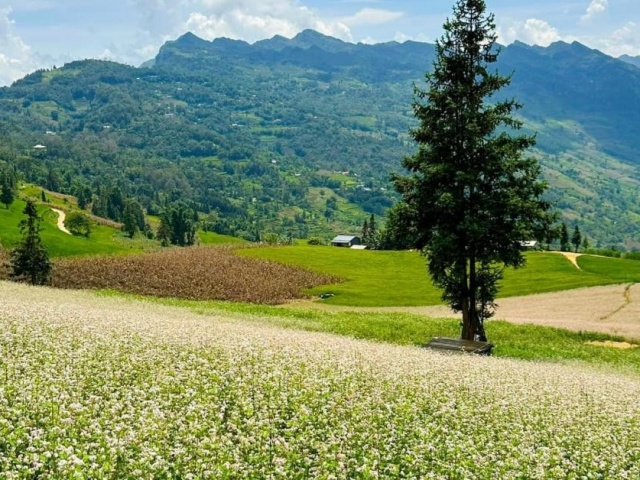 Khám phá một vòng Hà Giang, chiêm ngưỡng mùa hoa tam giác mạch đua nở