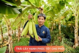 Tin tức sức khỏe - Loại quả được mệnh danh là “trái cây hạnh phúc”, rất giàu dinh dưỡng cho phổi, nhưng thường bị người Việt bỏ qua