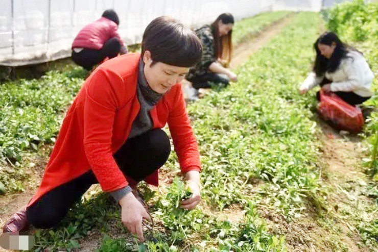 Rau “cứu đói” ở quê, lên phố thành báu vật “hái ra tiền” - 2