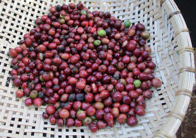Vào vụ thu hoạch nhưng nguồn cung cà phê từ Việt Nam không hề dồi dào