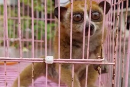 Người đàn ông ở Thủ Đức bắt được con vật quý trên cây xoài sau nhà