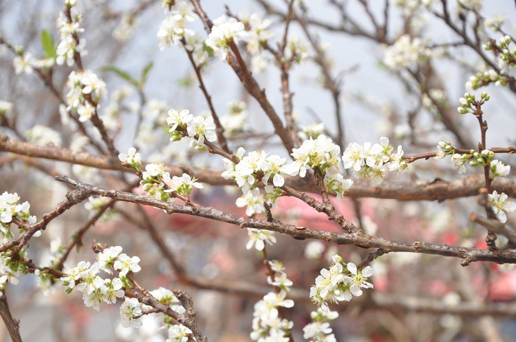 “Cành củi khô” có giá tiền triệu, người thành phố săn lùng về chơi - 7