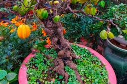 Thị trường - Tiêu dùng - Cây ăn quả quen thuộc thành bonsai, có cây giá tiền tỷ, vừa đẹp vừa hợp phong thủy