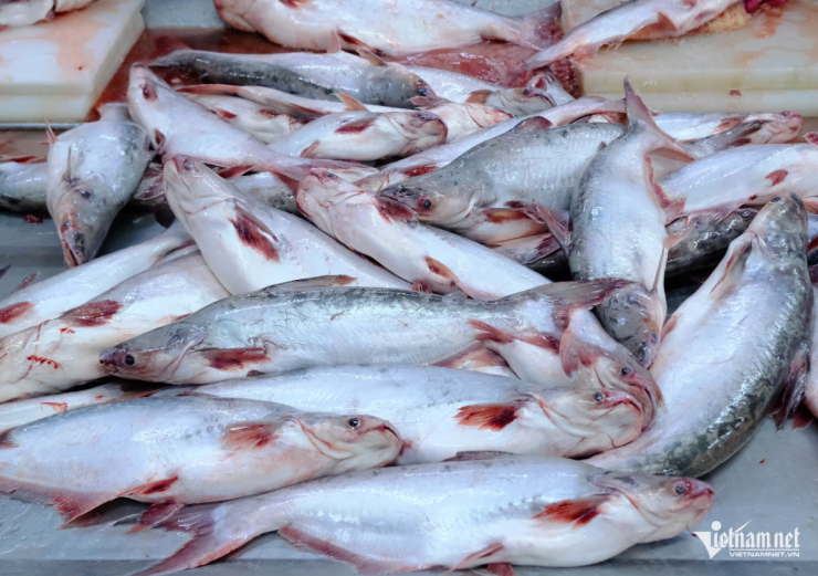 Trung Quốc đang là thị trường xuất khẩu lớn nhất của cá tra Việt Nam. Ảnh: Hoàng Giám