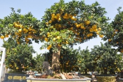 Vườn bưởi cảnh tiền tỷ ở Hưng Yên vào vụ Tết, khách kéo đến "hốt" sạch nửa vườn