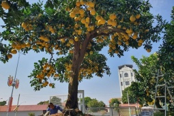 Thị trường - Tiêu dùng - Ngắm cây bưởi “siêu phẩm” bán Tết, chủ vườn định giá 800 triệu đồng