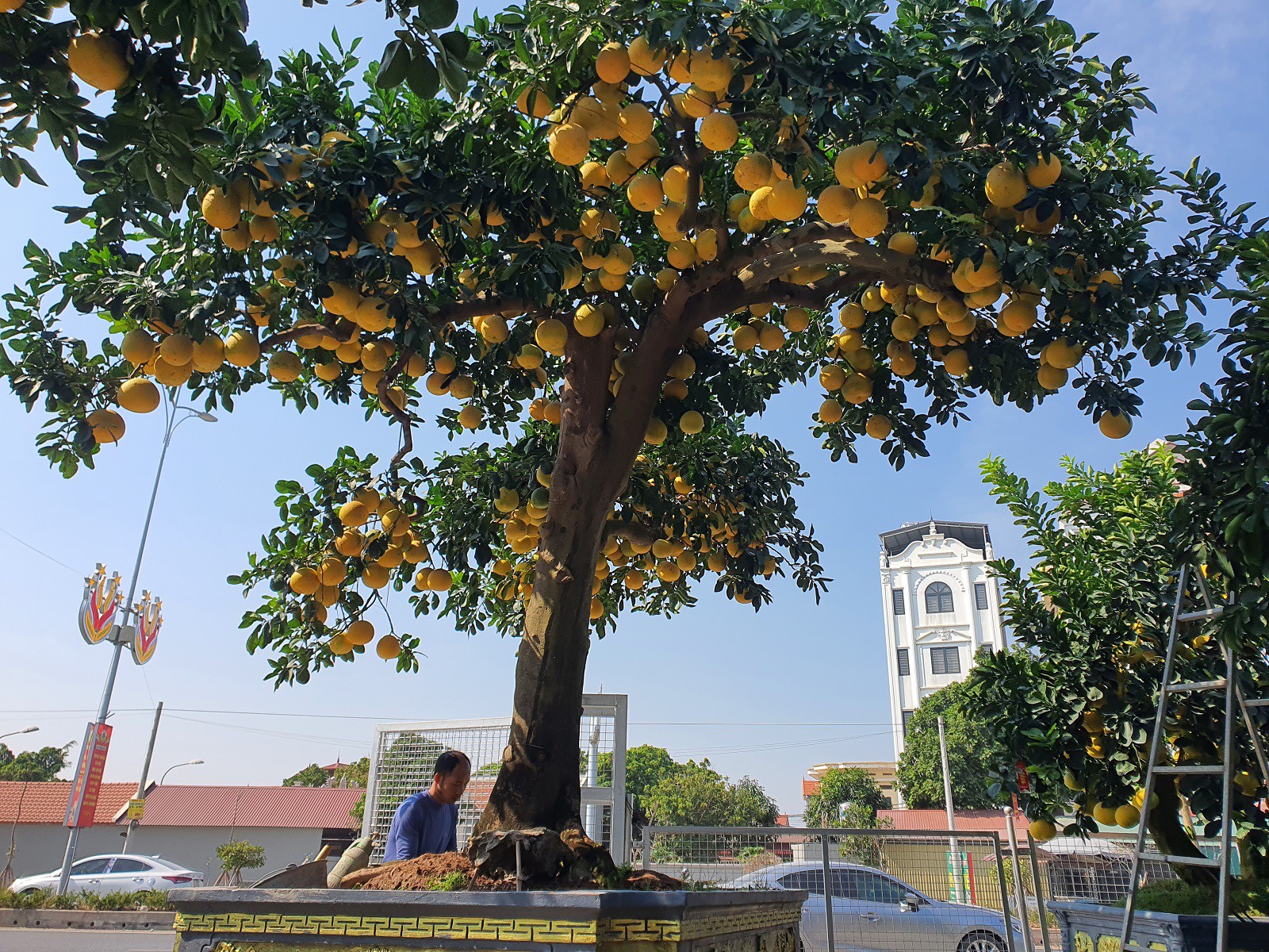 “Cây bưởi này phải đẹp nhất miền Bắc vì quá sai quả, thân to nhìn rất vững chãi, tán cực kỳ rộng, nhìn lên như mái nhà, rất ấm áp nên tôi đặt tên là “Mái ấm gia đình”, đắt nhất vườn của tôi đến thời điểm này”, anh Chính nói.