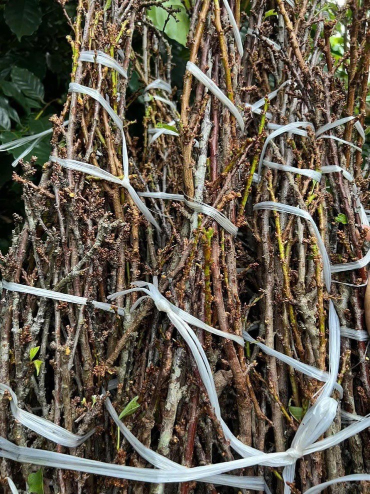 Dịp cận Tết Ất Tỵ, hoa mận được rao bán la liệt với giá chỉ 5.000 đồng/cành. Ảnh: NVCC