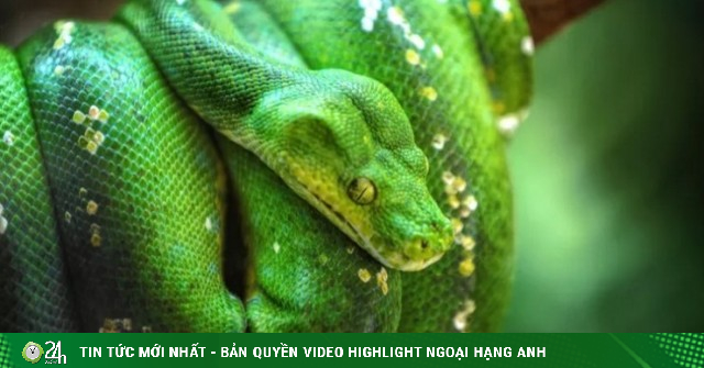 Rắn cảnh giá trị cao, sinh vật cảnh.