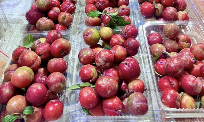 Mận hậu trái vụ Sơn La được bán tại các cửa hàng Hà Nội. Ảnh: Nhân vật cung cấp