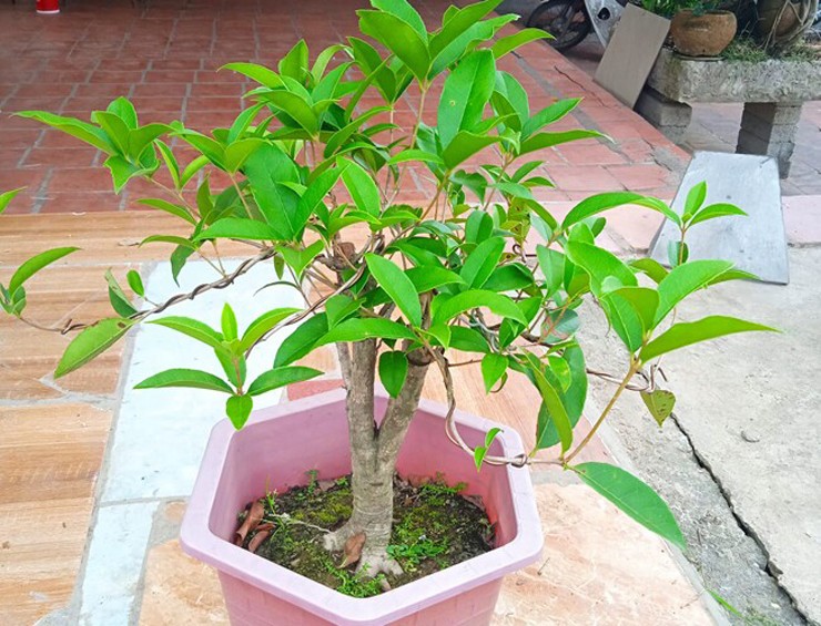 Đây là cây mọc trong tự nhiên sau đó được người dân đưa về trồng vì có giá trị kinh tế cao.&nbsp;

