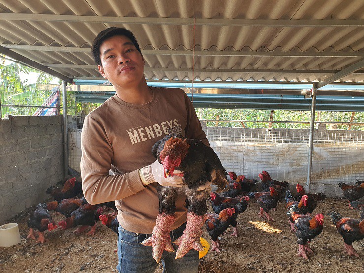 Anh Giang Mạnh Hảo, chủ trang trại gà Đông Tảo 1.000 con tại xã Đông Tảo cho biết, những con gà nuôi được trên 1 năm của gia đình anh được rất nhiều người đặt mua.
