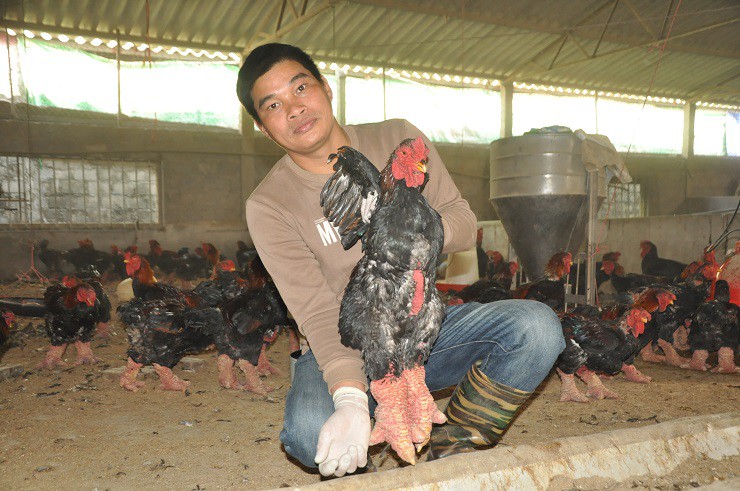 “Những chú gà trống thuần chủng nặng tới 6kg, riêng cặp chân nặng khoảng 1kg được bán với giá từ 1,5-2 triệu đồng/con. Có người đặt mua một lúc 30 con để đi biếu”, anh Hảo nói.
