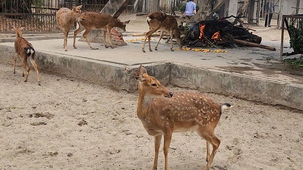 Đối với khu vực chuồng mở có không gian rộng, Vườn thú Hà Nội đốt củi sưởi ấm cho động vật.