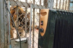 Tin tức trong ngày - Quây tôn, bật máy sưởi chống rét cho động vật ở Vườn thú Hà Nội