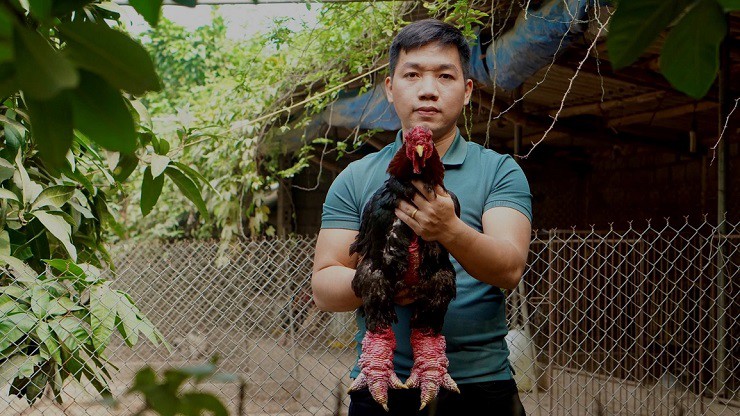 Những con gà có vóc dáng to lớn, có thể nặng tới 7kg với cặp chân “khổng lồ” luôn được nhiều người tìm mua với giá đắt đỏ.
