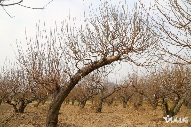 Đào thế cổ thụ được nhiều doanh nghiệp, cơ quan ưa chuộng thuê trong dịp Tết Nguyên đán. Ảnh: Phạm Công