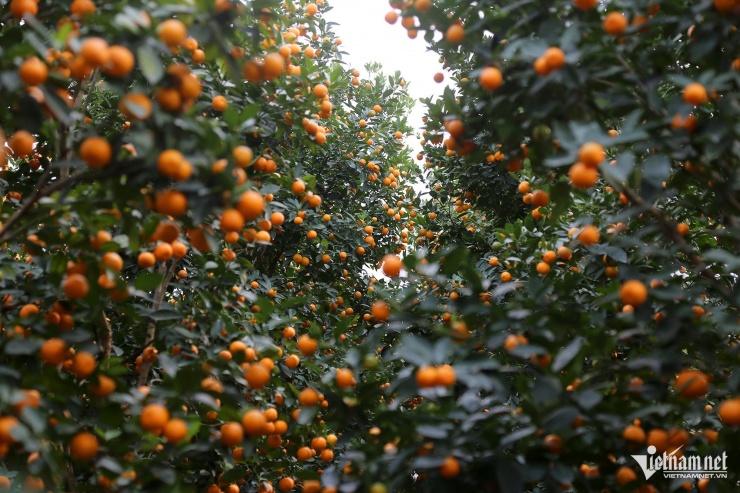 Quất cảnh tại TP Đông Triều đang đến độ đẹp khi sai quả với nhiều chùm to đẹp. Ảnh: Phạm Công