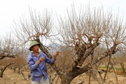 Thị trường - Tiêu dùng - Khan hiếm đào quất, thương lái ôm tiền tới tận vườn đặt cọc sớm