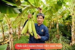 Tin tức sức khỏe - Loại quả được mệnh danh là “trái cây hạnh phúc”, rất giàu dinh dưỡng cho phổi, nhưng thường bị người Việt bỏ qua