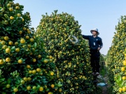 Thị trường - Tiêu dùng - Giá quất Tết tăng, chủ vựa quất cảnh lớn nhất Nam Định thu tiền tỷ