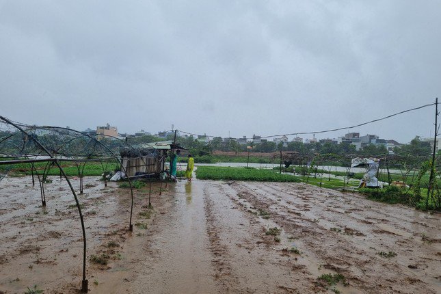 Thời tiết mưa lạnh khiến nông dân gieo trồng bất lợi.