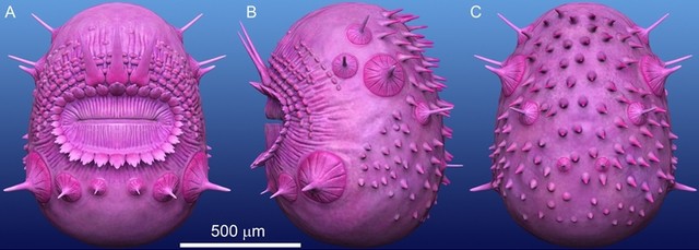 Quái vật Saccorhytus coronarius, chỉ 