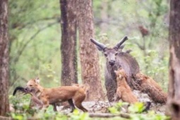 Đem xương loài quái vật trong truyện “Cô bé quàng khăn đỏ” đi bán, kiếm tiền triệu/kg