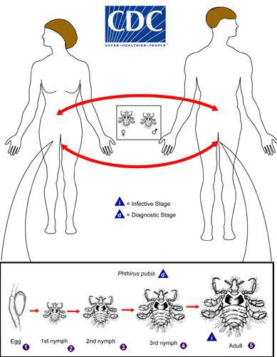 Chu kỳ phát triển của Pthirus pubis. Nguồn CDC