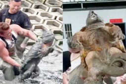 Bỏ vài tỉ để đào ao tìm “quái rùa”, giờ bán 1 con thu ngay vài chục triệu