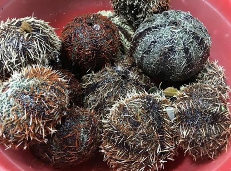 &nbsp;Loài này có nhiều ở vùng biển miền Trung như Cà Ná, Phú Quốc, Lý Sơn, Nam Du và vùng biển Tuy Hòa.
