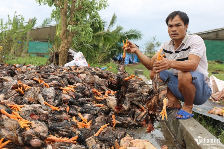 Anh Nguyễn Hữu Sỹ bần thần bên hàng vạn con gà chết sau bão. Ảnh: Thanh Hải